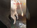 top quality HF🐄cow🐄👍♥️#foryou #viral #shots ♥️
