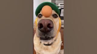 Sunny Day - Jay Chou | Nhạc Hot Tik Tok Nhật Bản? tiktok chellenge, top