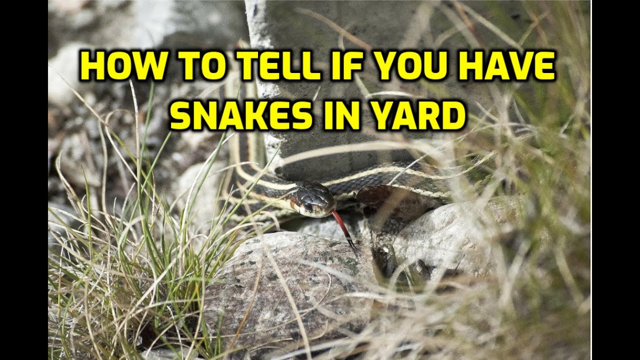 Comment savez-vous si vous avez des serpents dans votre cour?