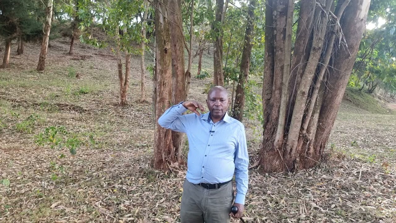 Ũgĩ wa gũcokia mwana ihu inĩ nĩguo ũhũthĩkaga kũgarũra rĩtwa.