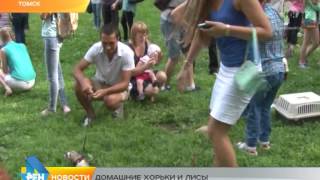 Сюжет от 27.07.2015 домашние хорьки и лисы Сюжет от 27.07.2015 домашние хорьки и лисы