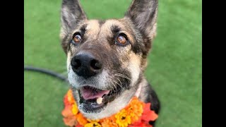 One Year with Callie - Let's find her forever home!
