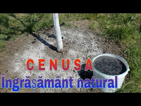 Video: Lemn și Cenușă De Cărbune Ca îngrășământ (pentru Cartofi, Flori, Struguri Etc.)