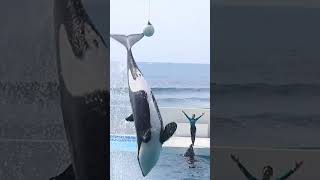 ルーナのルーピングキックは世界一だと思う!! #Shorts #鴨川シーワールド #シャチ #Kamogawaseaworld #Orca #Killerwhale