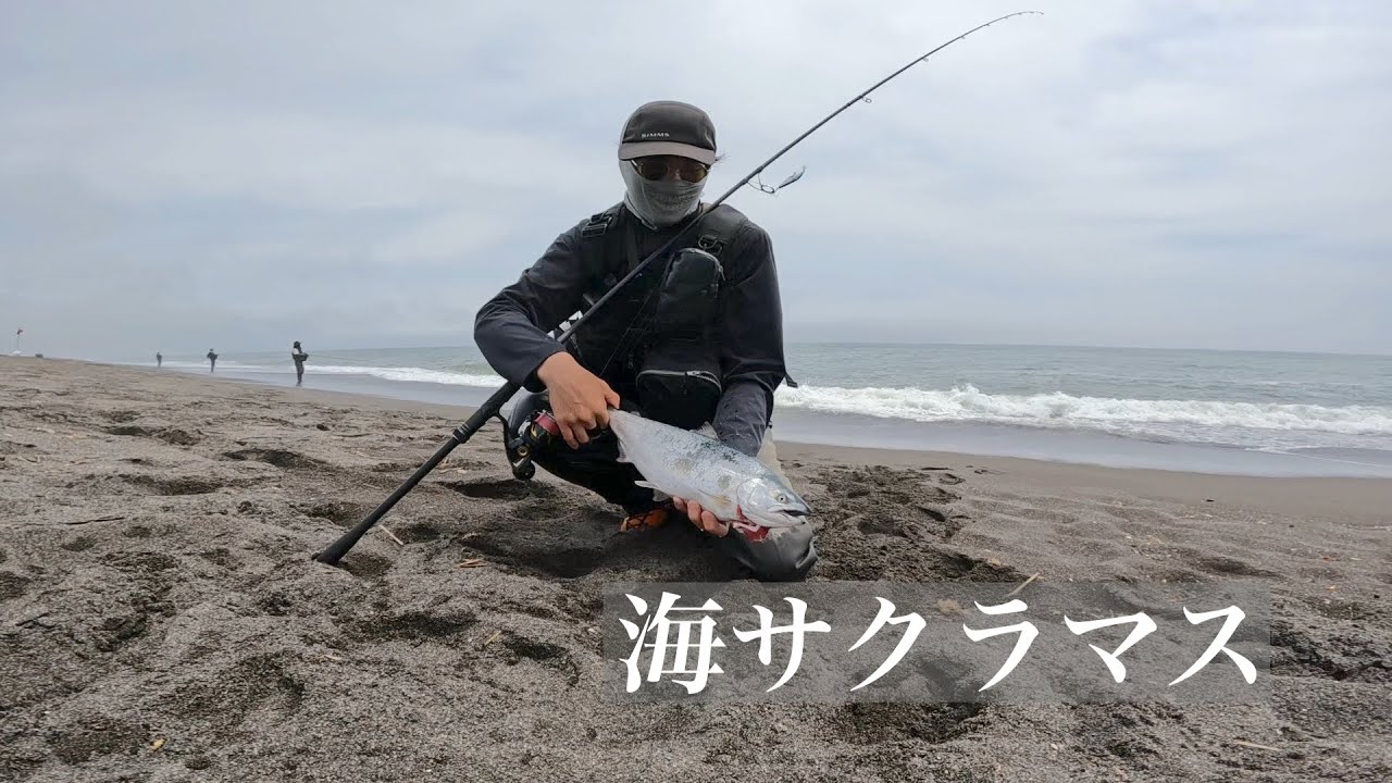 【海サクラ】初物！2本ゲット！