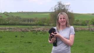 Pup2Perfection DVD Trailer