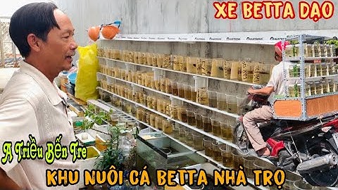 Xe bán Cá Betta dạo và khu nuôi Cá Betta nhà trọ của A Triều Bến Tre-Thái Salem