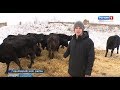 Молодой фермер из Марий Эл ждет пополнения от телочек Абердин-Ангусской породы