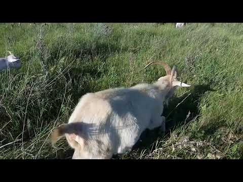 Почему коза, а не корова...