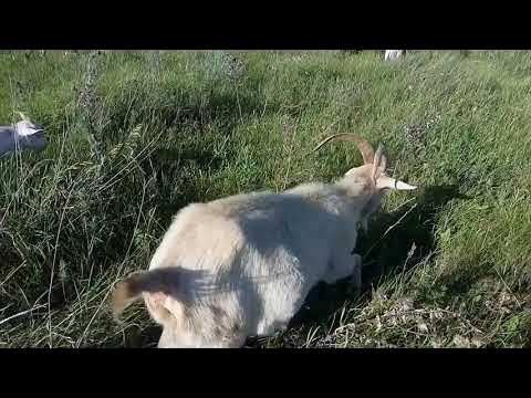 Почему коза горошком. Почему коза горошком
