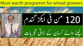How to get better wheat yield in Pakistan|Get 120 mond wheat per acre|گندم کی زیادہ پیداوار مگر کیسے
