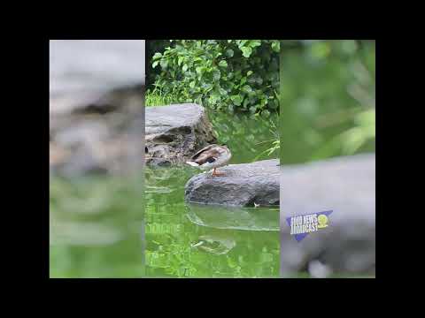 Nature in Central Park Turtle Pond