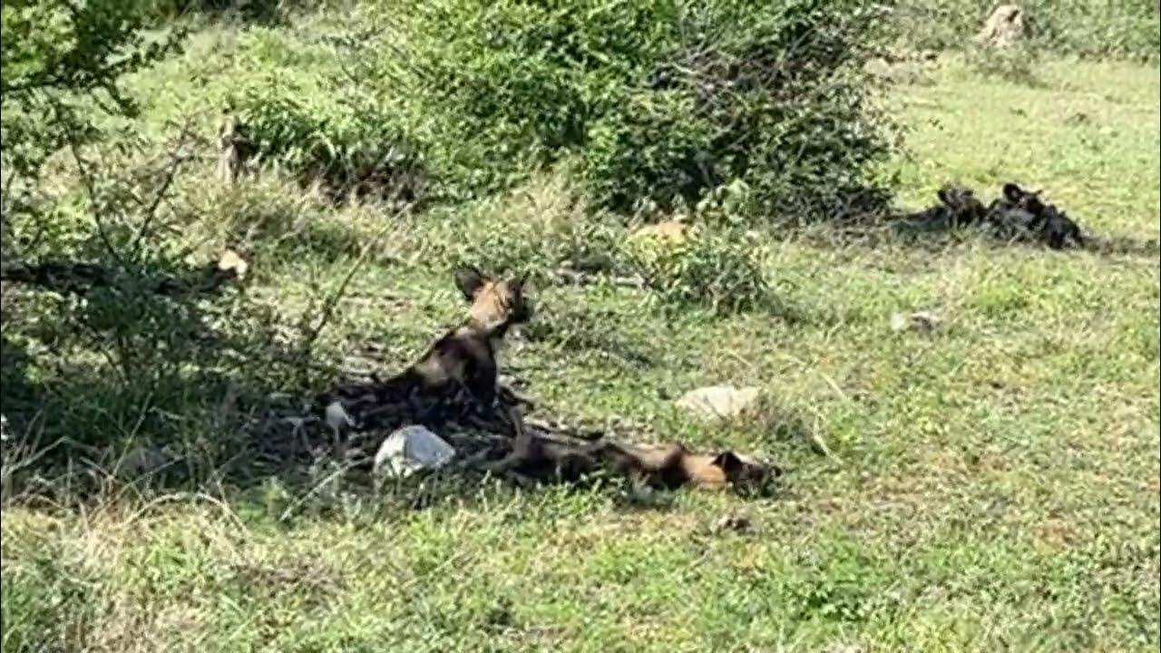 Live Wild Dog Sighting Kruger National Park YouTube
