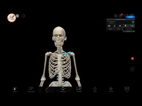 3D Anatomi Tulang : Os Clavicula (tulang selangka)