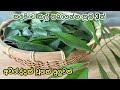 කරපිංචි තැන්පත් කිරීමේ 3 ක්‍රම 🌿