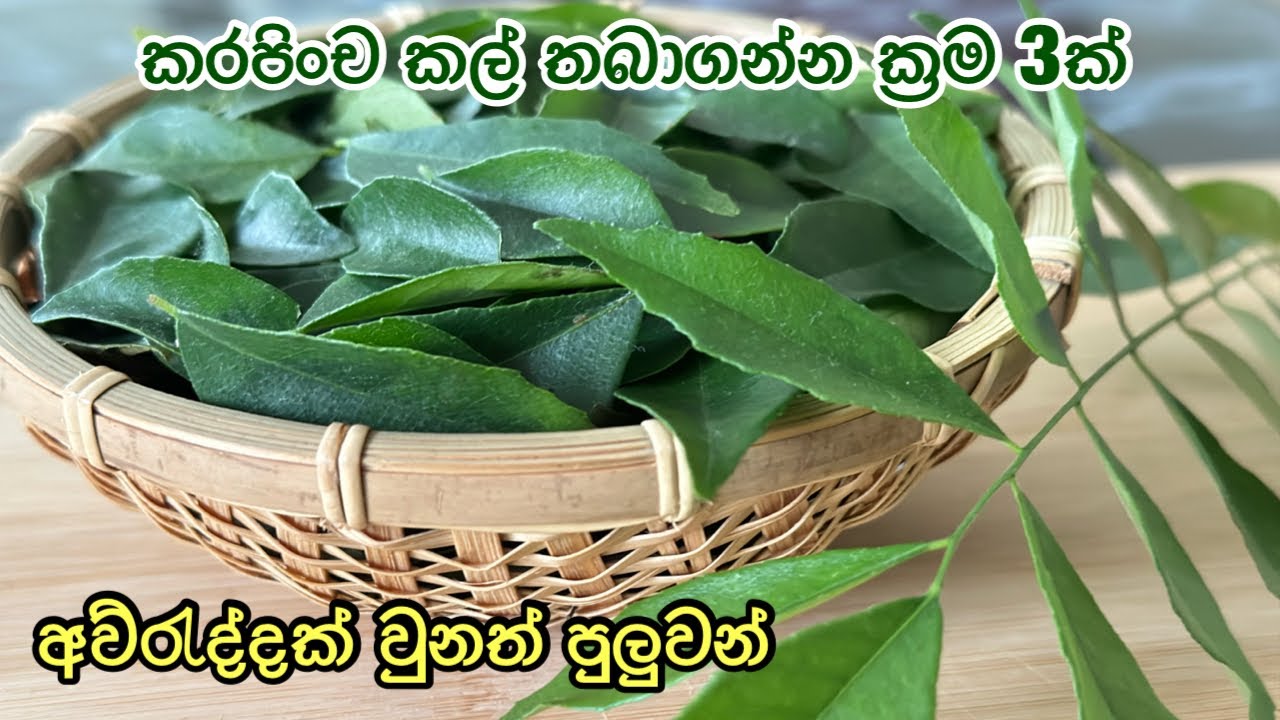 කරපිංච කල් තියාගන්න ක්‍රම 3ක් | how to store curry leaves fresh | Maali’s kitchen jp