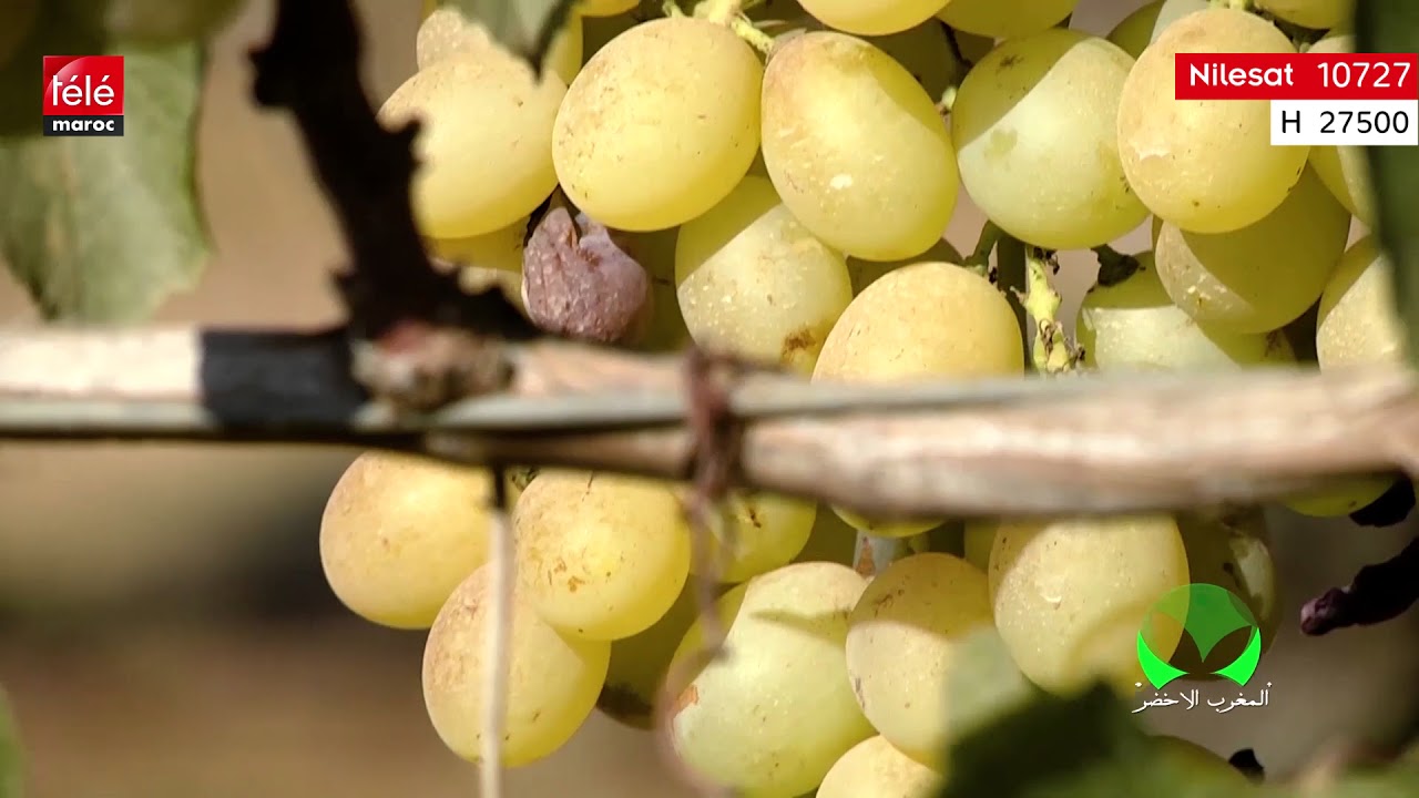 المغرب الأخضر: زووم على تربية الدواجن و عنب منطقة الشراط