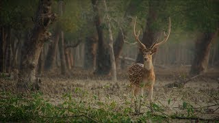 Bangla Folk Music - Sundarbans