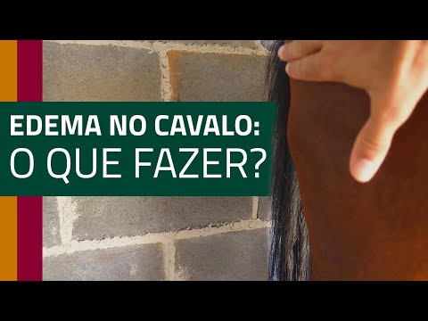 Vídeo: Um cavalo com abscesso deve ficar em repouso?