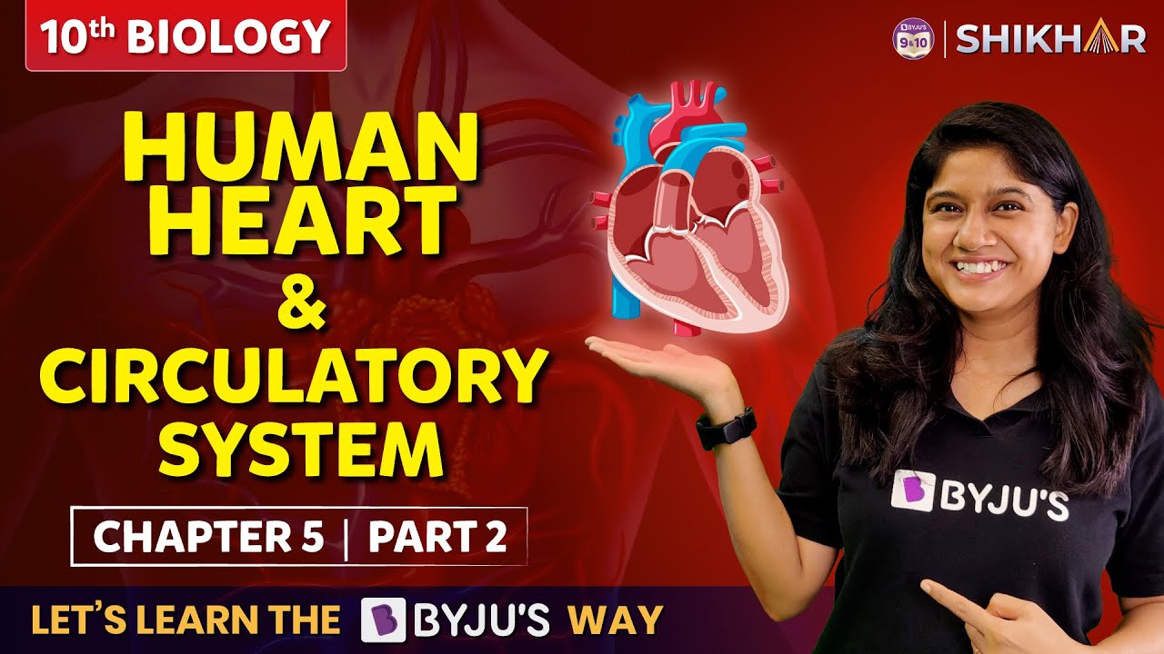 Heart Facts for Kids - Learn Definition, Facts & Examples