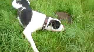 Hunde - Bulldog In Naumburg-Saale