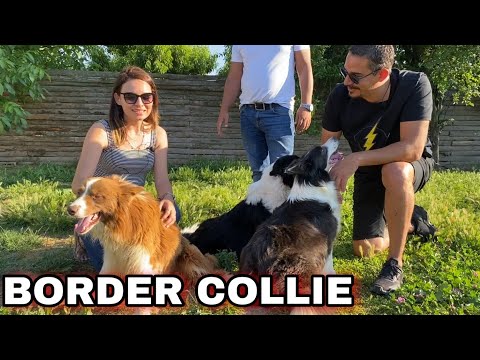 DÜNYANIN EN ZEKİ KÖPEKLERİ BORDER COLLIE LER | BURKEM KÖPEK ÇİFTLİĞİ