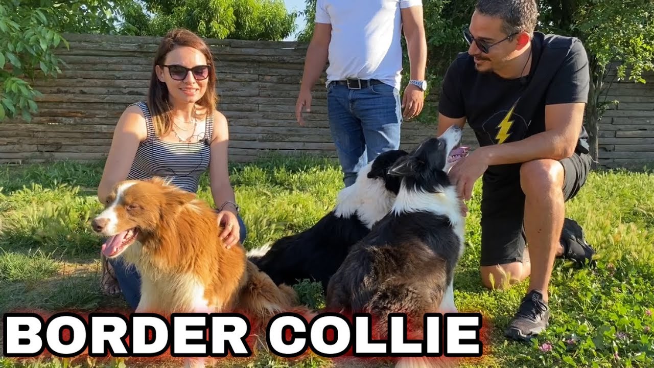 DÜNYANIN EN ZEKİ KÖPEKLERİ BORDER COLLIE LER | BURKEM KÖPEK ÇİFTLİĞİ