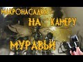 МУРАВЬИ! МАКРОСЪЁМКА! НАСАДКА НА КАМЕРУ СМАРТФОНА ДЛЯ МАКРОСЪЁМКИ!