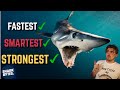 Is the shortfin mako the most elite shark