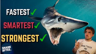 Is the SHORTFIN MAKO the Most ELITE Shark? by SHARK BYTES 50,029 views 6 months ago 11 minutes, 44 seconds