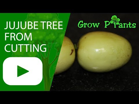 Jujube plant - growing from Cutting