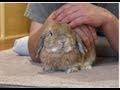 ひつこく要求するウサギ (He digging a hole)
