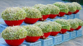 Cant Miss This Super Fast Way to Make Bean Sprouts, Harvest After Only 2 Days