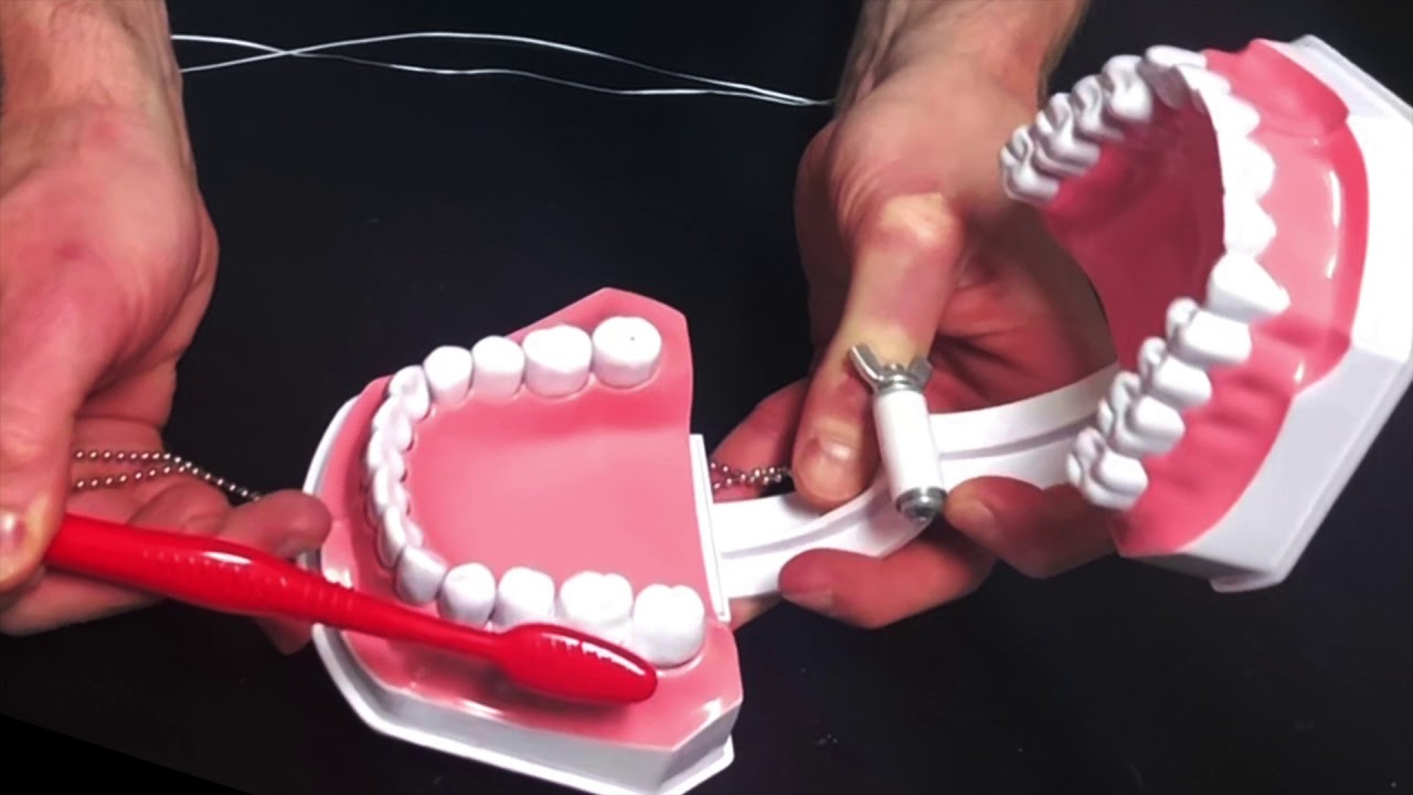 How to Brush And Floss Your Teeth Bradshaw Family Dental YouTube
