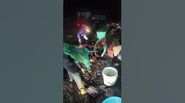 Lên tôm đêm xuất lái - Gì chứ tôm càng xanh là cung không đủ cầu bà con ạ!🦞#VũĐứcThiện #ViệtÚc