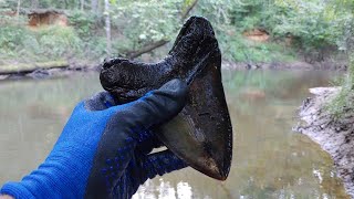 Fossil Hunter Finds Huge Megalodon Tooth!! 😍🤯