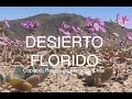 Desierto Florido, sector Travesía, Copiapó, Región de Atacama, Chile (4K)