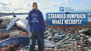 Stranded Humpback Whale Necropsy