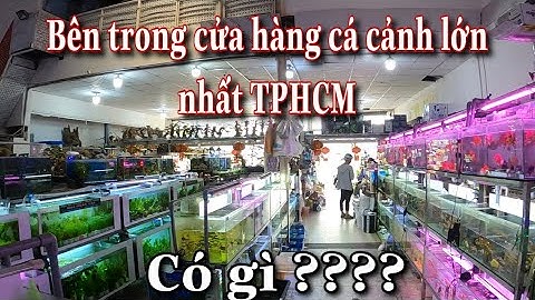Cửa Hàng Cá Cảnh Lớn Nhất Sài Gòn - The Biggest Fish Store in SaiGon
