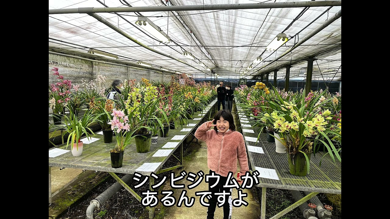 石田蘭園オープンファーム&シンビ展2026開催します😁C‼︎