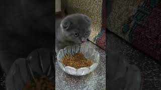 Ватсон любитель поесть. Везде успевает урвать.🐱😻