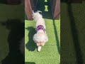 She came to the dog park… but forgot to bring the motivation 🐶😂 #shorts #ToyPoodle #dogparkfun