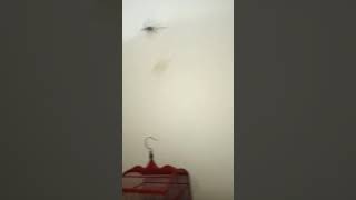 Burung pentet Jawa Barat