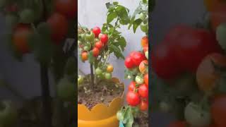 زراعة الطماطم في المنزل بسهولة  ?