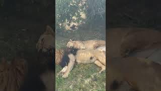 Tourists Watch Pride Of Lions Relaxing Under Tree - 1500115