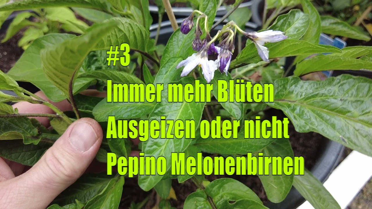 Pepino ausgeizen oder nicht? Was bei mehr Blüten wirklich sinnvoll ist