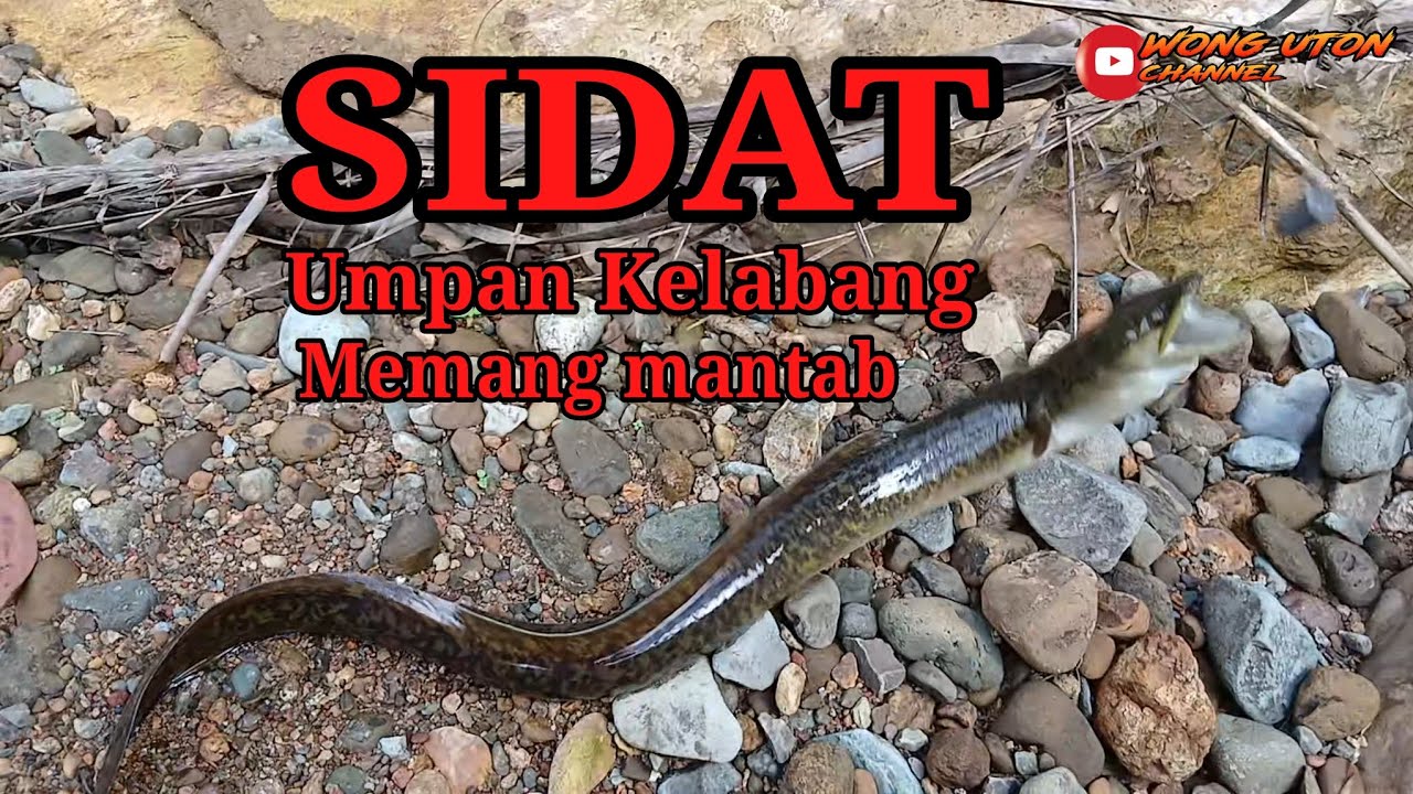 Mancing Sidat Bersama Umpan Kelabang Di jamin Mantab
