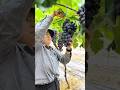 "Grape Cutting, Fruit &amp; Picking 🍇 | Full Farming Process!" #grape #fruit #farming #pruning