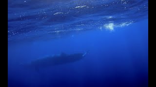 Short Film. The Broodas Whale Balaenoptera Edeni