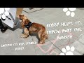 ❓How Robby helps to throw away the rubbish⁉️WATCH till the END❗What did he do❓🤷🐕EnglishCockerSpaniel